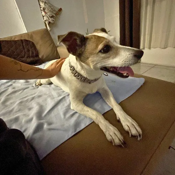 Marley, huésped de Llana